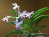 Rare Flowers Orchid Tunicate and More