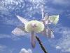 Rare Flowers Orchid Tunicate and More
