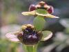 Rare Flowers Orchid Tunicate and More