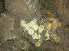 Treasure of Thiruvananthapuram II
