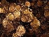 Treasure of Thiruvananthapuram II