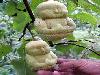 Farmer Grows Buddha Pears