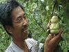 Farmer Grows Buddha Pears