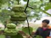 Farmer Grows Buddha Pears