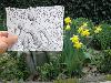 Pencil vs Camera Incredible Piece of Art