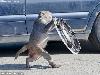 Dont Left the Car in a Safari Park