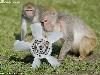 Dont Left the Car in a Safari Park