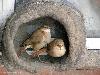 Natural Builder Hats of to Them