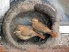Natural Builder Hats of to Them