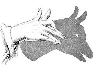 Shadow of Fingers