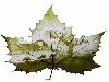 Animations on the Leaf