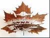 Animations on the Leaf