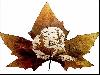Animations on the Leaf