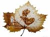 Animations on the Leaf