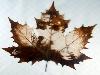 Animations on the Leaf