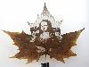 Animations on the Leaf