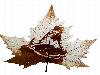 Animations on the Leaf