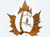Animations on the Leaf