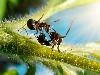 Fantastic Ants