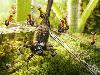 Fantastic Ants
