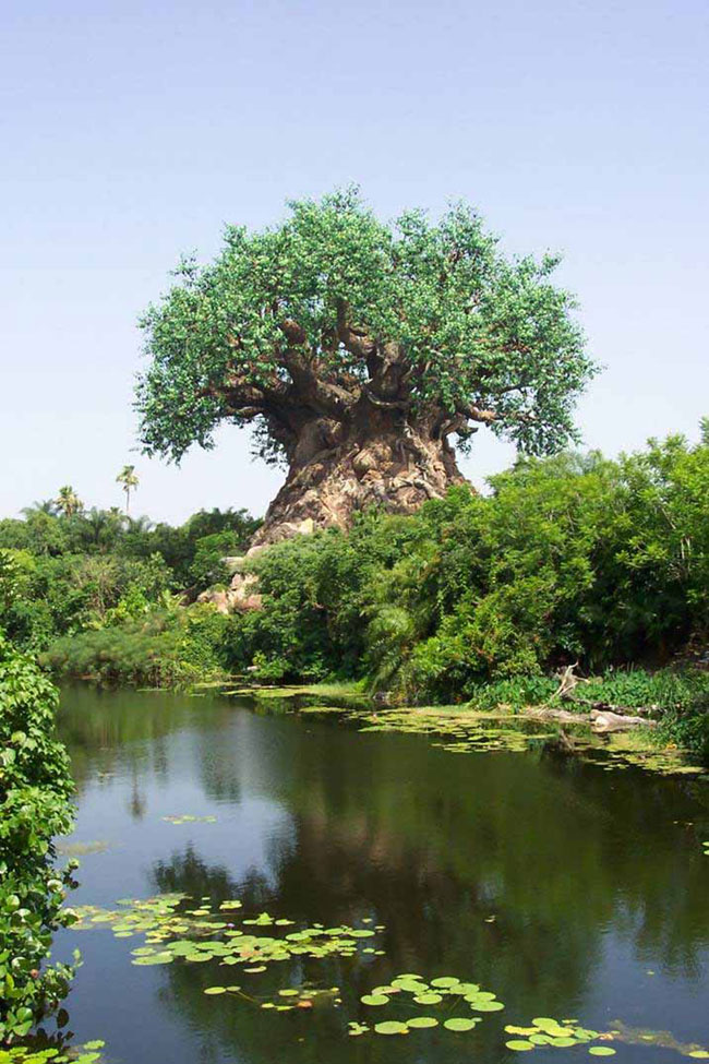 A Mysterious Tree In India