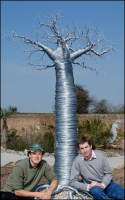 Amazing Trees Extraordinary Perception