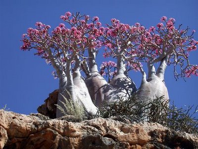 Amazing Trees Extraordinary Perception