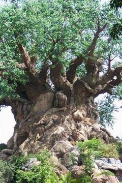 Amazing Trees Extraordinary Perception