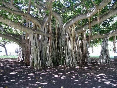 Amazing Trees Extraordinary Perception