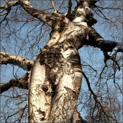 Amazing Trees Extraordinary Perception