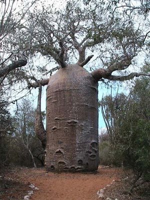 Amazing Trees Extraordinary Perception