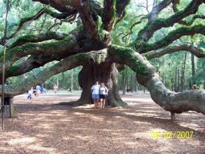 Amazing Trees Extraordinary Perception