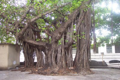 Amazing Trees Extraordinary Perception