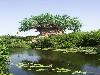 A Mysterious Tree In India