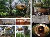 Amazing Trees Extraordinary Perception