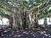 Amazing Trees Extraordinary Perception