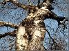 Amazing Trees Extraordinary Perception