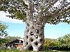 Amazing Trees Extraordinary Perception