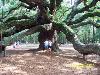 Amazing Trees Extraordinary Perception