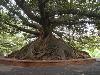 Amazing Trees Extraordinary Perception