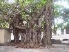 Amazing Trees Extraordinary Perception