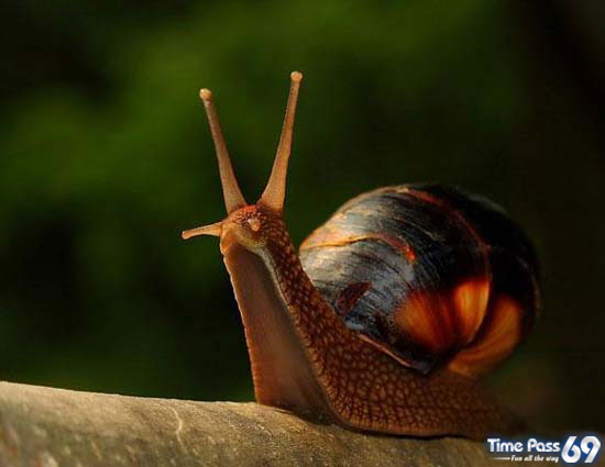 Micro-Excellent Photography