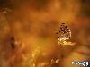 Micro-Excellent Photography