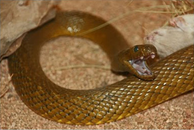 10 Most Poisonous Animals in The World
