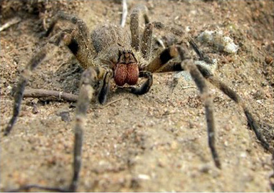 10 Most Poisonous Animals in The World