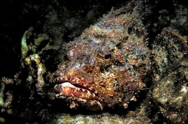 10 Most Poisonous Animals in The World
