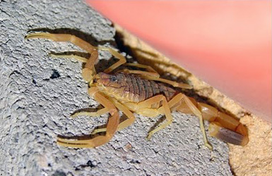 10 Most Poisonous Animals in The World