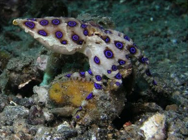 10 Most Poisonous Animals in The World
