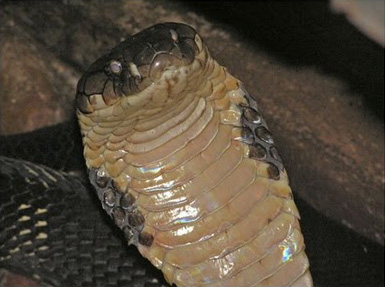 10 Most Poisonous Animals in The World