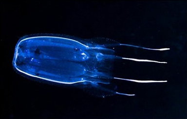 10 Most Poisonous Animals in The World